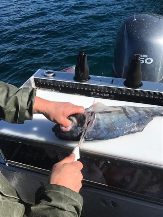 A fisherman is filleting a large fish on a marine bait board. The board has a cutting surface, a measuring ruler, and multiple rod holders. The fisherman is using a knife to remove the fillets from the fish.